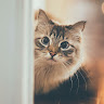 User_7437