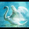 Pochette Lacross - Save Me (Swan Lake) Lacross - Save Me (Swan Lake)