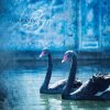 Pochette Ataraxia - Llyr Ataraxia - Llyr