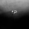 Pochette Little Simz - Young Little Simz - Young
