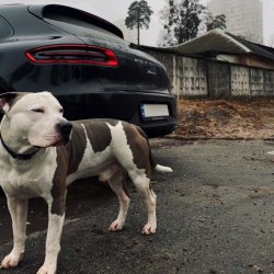 Pochette KRBK - 38 строчек