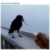 Pochette The Chainsmokers & Beau Nox - White Wine & Adderall The Chainsmokers & Beau Nox - White Wine & Adderall
