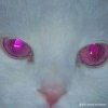 Pochette Salem - Rainsnow Salem - Rainsnow