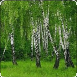 Pochette Дмитрий Романов & Инна Улановская - Родные края
