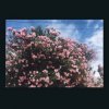 Pochette Ceres - Happy In Your Head Ceres - Happy In Your Head