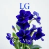 Pochette Lali Gordzamashvili - ლურჯი იები-Blue Violets Lali Gordzamashvili - ლურჯი იები-Blue Violets