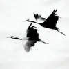 kavabanga Depo kolibri - Журавлі