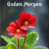 Pochette unknown - Guten Morgen guten tag unknown - Guten Morgen guten tag