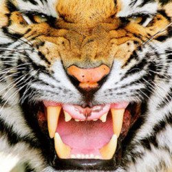 Pochette Ottosiderspunk - Crouching Tiger