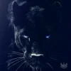 Pochette Adam Jamar - Black Panther Adam Jamar - Black Panther