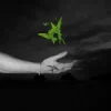 Pochette BSEARL & Limmz - DECISION BSEARL & Limmz - DECISION