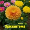 Pochette Нейросеть - Хризантема Нейросеть - Хризантема