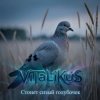 Pochette ViTaLiKuS - Стонет сизый голубочек ViTaLiKuS - Стонет сизый голубочек
