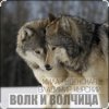 Pochette Мила Руденская & Владимир Курский - Волк и волчица Мила Руденская & Владимир Курский - Волк и волчица