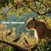 Pochette Dolby D&G - Wildness and life Dolby D&G - Wildness and life