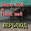 Pochette Мило Бой - " верблюд " Мило Бой - " верблюд "