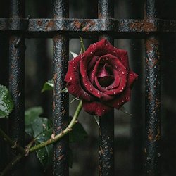 Pochette RJ Emerald Fire (Изумрудный огонь) - Prison of Love