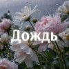 Pochette Kovale - Дождь Kovale - Дождь
