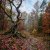 Pochette MusicOnlineUA - Autumn, autumn ( English Version)