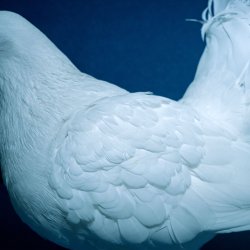 Pochette NAQT VANE - NIGHTINGALE